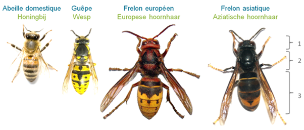 Honey bee - Wasp - European hornet - Asian hornet