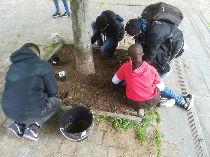 Action by FJM (Foyer des Jeunes des Marolles) to regreen three tree feet with plants on the Breugelplein