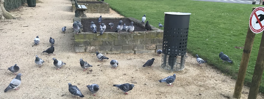 Contraception of pigeons