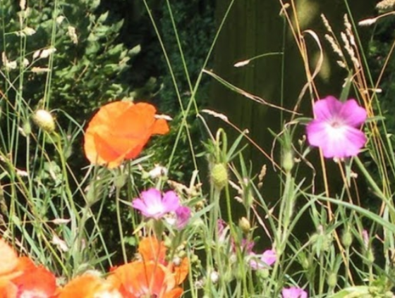 How to promote biodiversity in your garden?