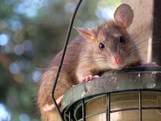 How to stop a rat infestation?