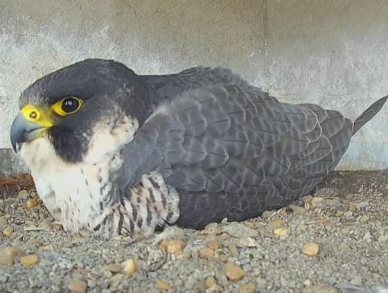 Peregrine falcons back in Brussels