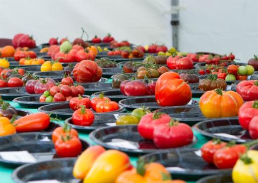 Brussels Tomato Festival