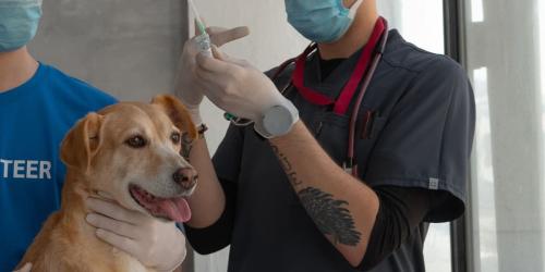 Bonus for the vaccination of cats and dogs