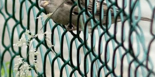 Lecture 'Les moineaux dans le Pentagone de Bruxelles'