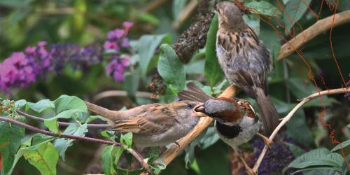 Lecture 'Les moineaux dans le Pentagone de Bruxelles'