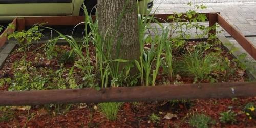 Authorisation to plant flowers and plants in the street