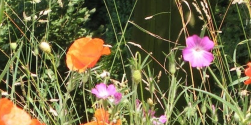 How to promote biodiversity in your garden?