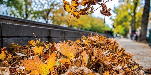Baskets for falling leaves