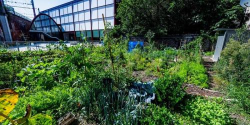 A collective vegetable garden close to you?