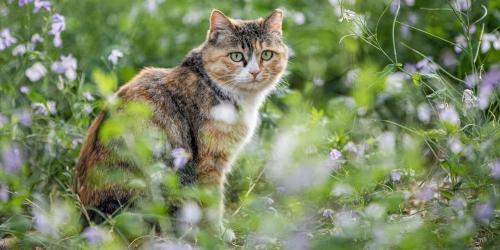 FAQ about stray cats