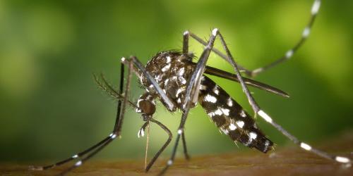 Tiger mosquitoes