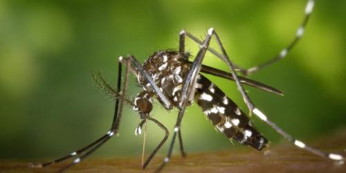 The tiger mosquito season has begun