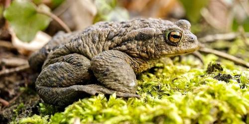 Help amphibians cross the street in Neder-Over-Heembeek