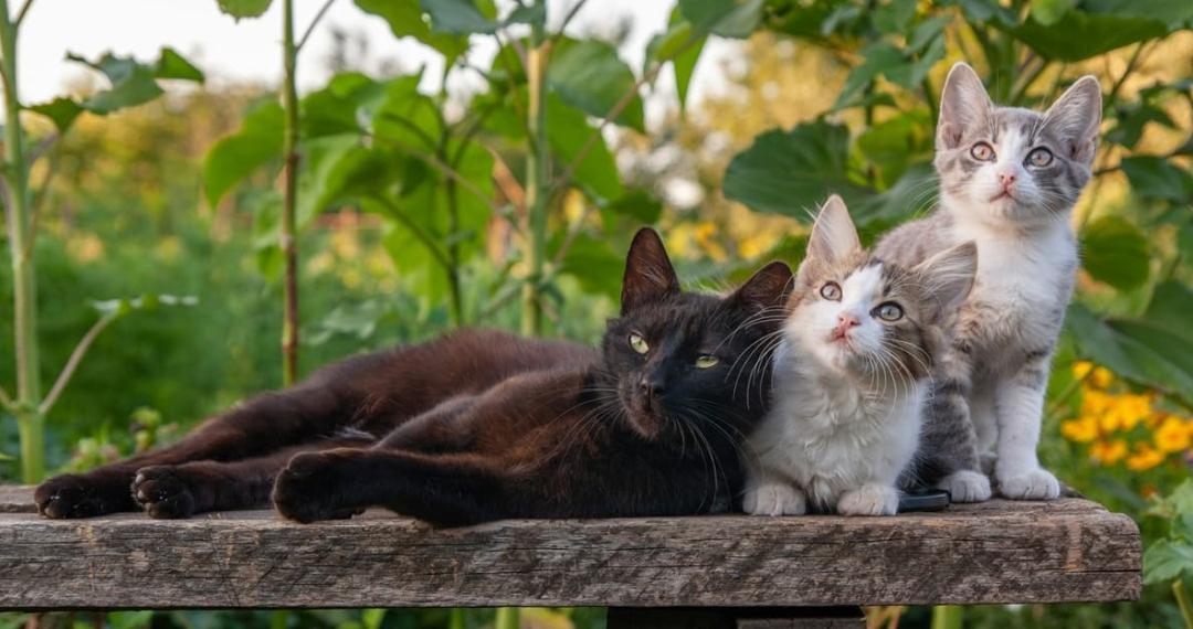 Bonus for the identification of cats