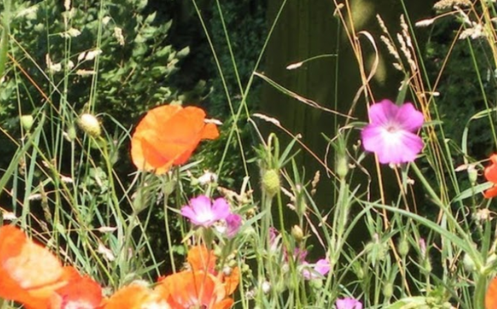 How to promote biodiversity in your garden?