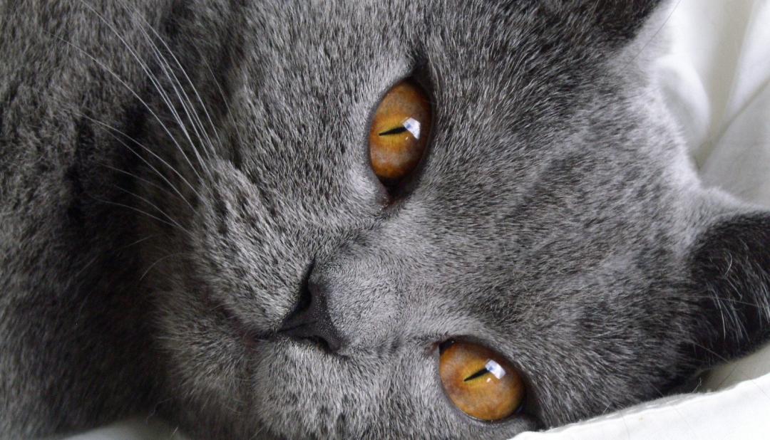 Bonus for the sterilisation of domestic cats and dogs