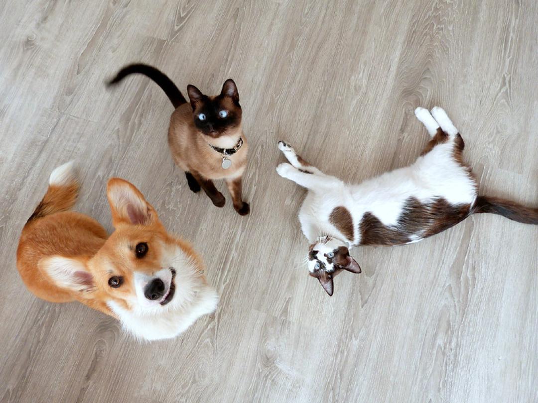 Bonus for the vaccination of cats and dogs