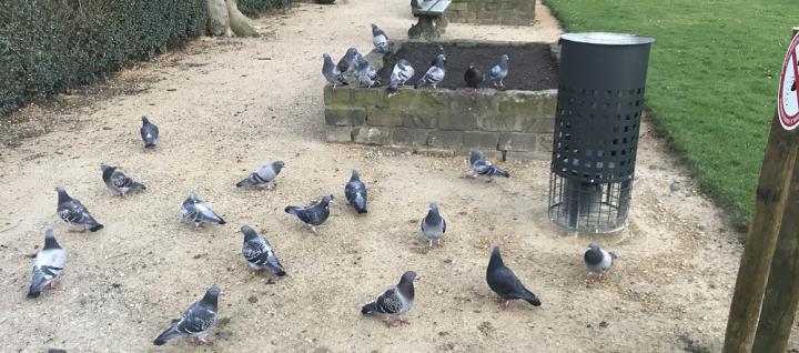 Contraception des pigeons