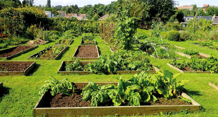 Need vegetable garden tips?