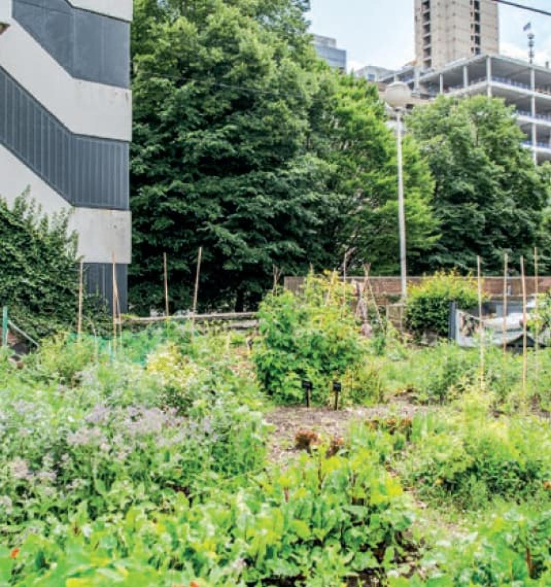 Organic vegetable gardens in the North Quarter