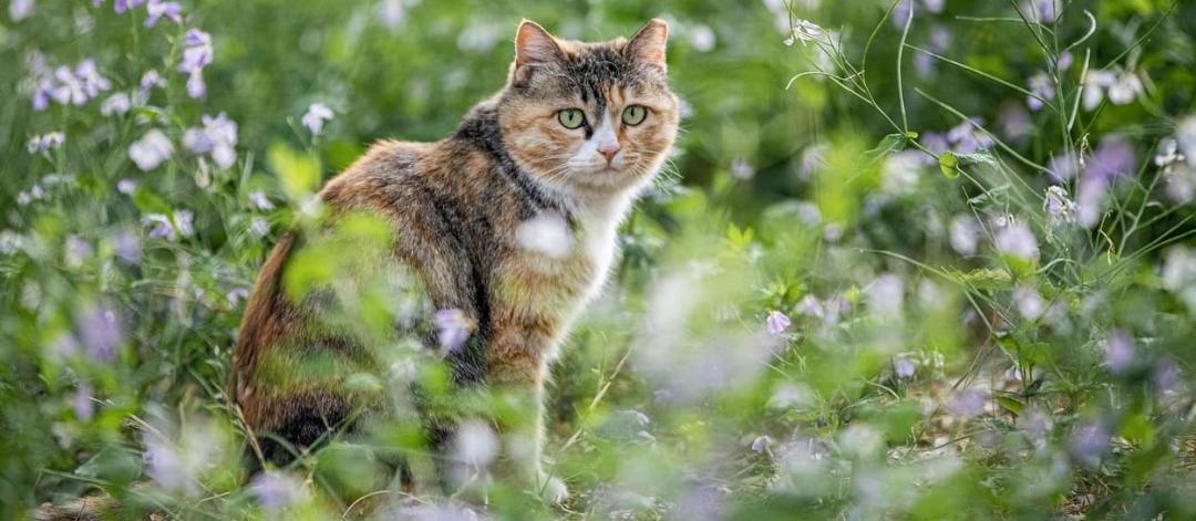 FAQ about stray cats