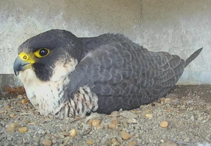 Peregrine falcons back in Brussels