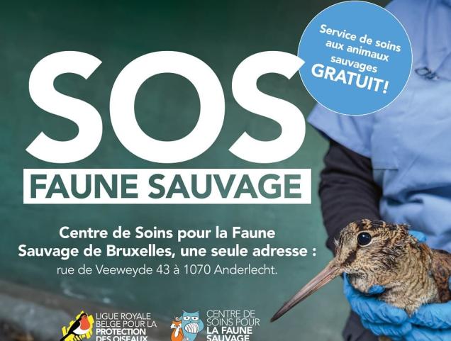 What to do with an injured animal?