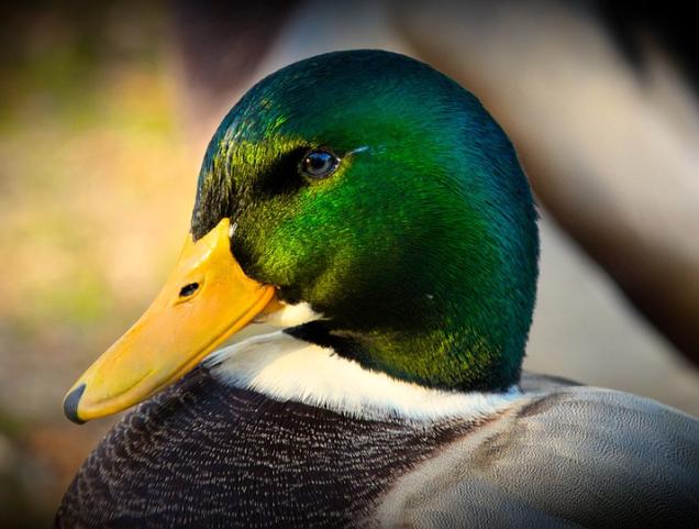Bird flu in Brussels