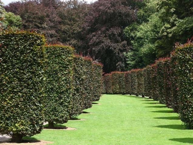 A green community service for young people