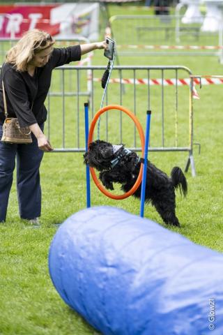 Dogolympics 2026