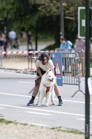 Dogolympics 2026