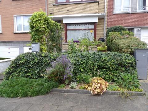 Winners of Brussels in flowers 2024 - Biodiversity - 1. Magits Frank