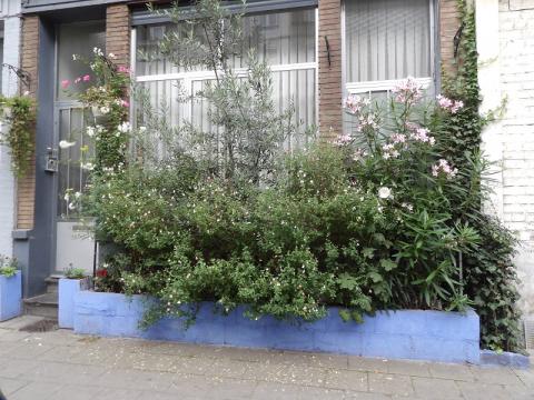 Winners of Brussels in flowers 2024 - Façade - 3. Mehdi Mohamed