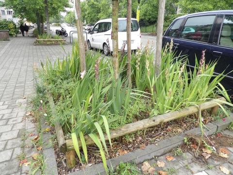 Winners of Brussels in flowers 2024 - Micro garden - 2. Cholak Sevim and Blochet Marcelle