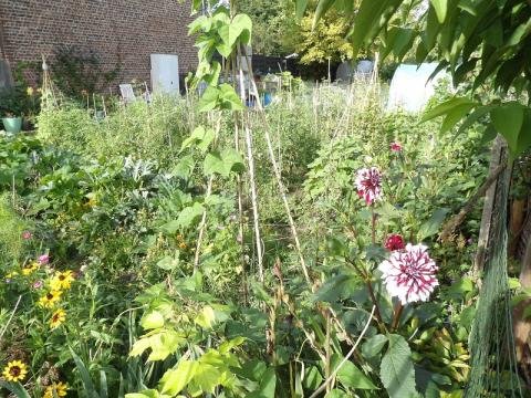 Winners of Brussels in flowers 2024 - Vegetable garden - 3. Sycewicz Alina