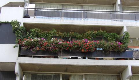 Brussels in flowers winners 2025 - Public housing - 3. Mjoti Saida