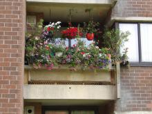Winners of 'Brussels in flowers 2021' - Public housing - 1. Huygh-Chaïbi Chantal - click to enlarge