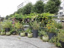 Winners of 'Brussels in flowers 2021' - Vegetable garden - 1. Beeldens Danielle - click to enlarge