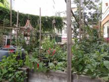 Winners of 'Brussels in flowers 2021' - Vegetable garden - 3. Grimal Sophie - click to enlarge